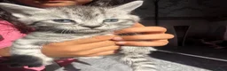 British Shorthair cats for sale: 4 beautiful tabby bsh kittens  in Birmingham - Advert 14