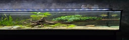 Gouramis fish for sale: Full tropical setup - Advert 3
