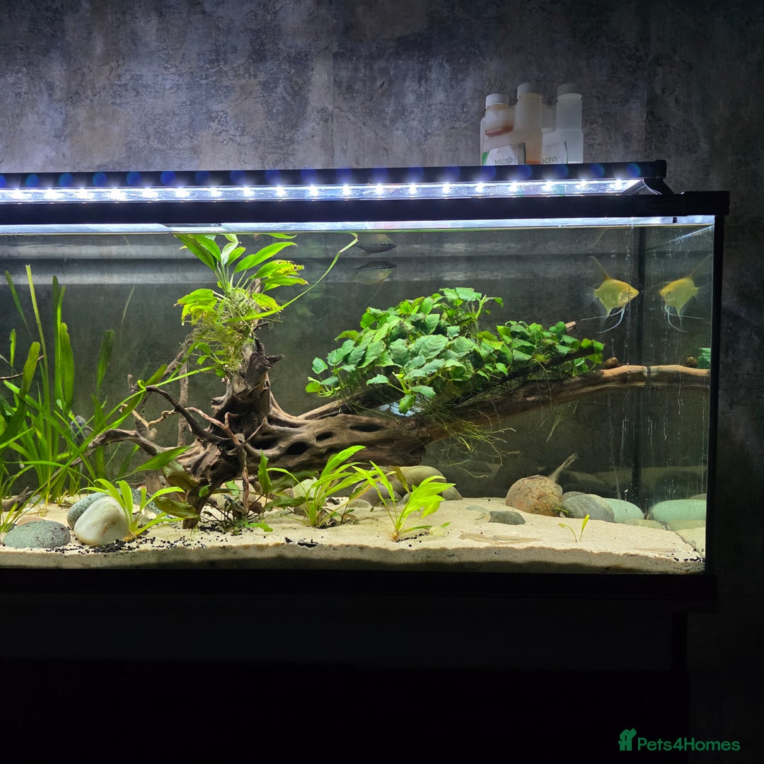 Gouramis fish for sale: Full tropical setup - Advert 3
