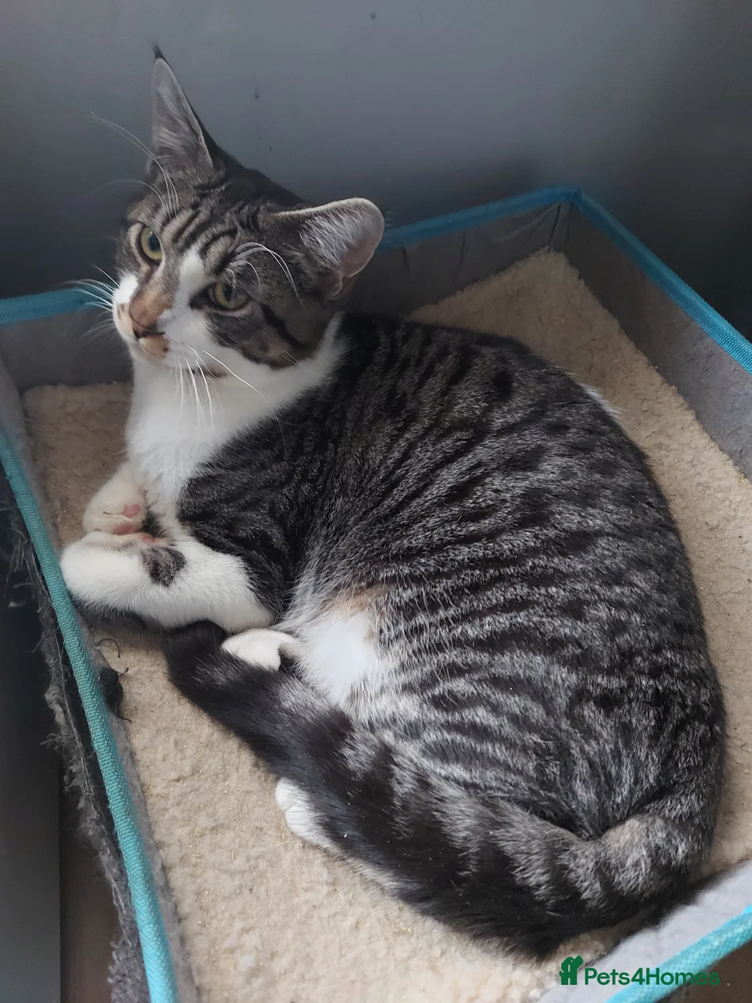 Mixed Breed cats for sale: Maine coon x sphynx - Advert 1