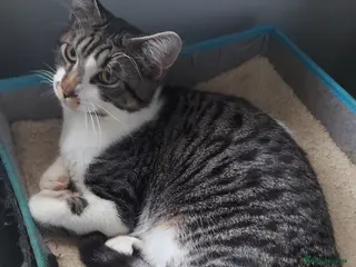 Mixed Breed cats Maine coon x sphynx - Advert 1