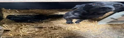 Labrador Retriever dogs for sale: Kc registered Labrador  - Advert 2