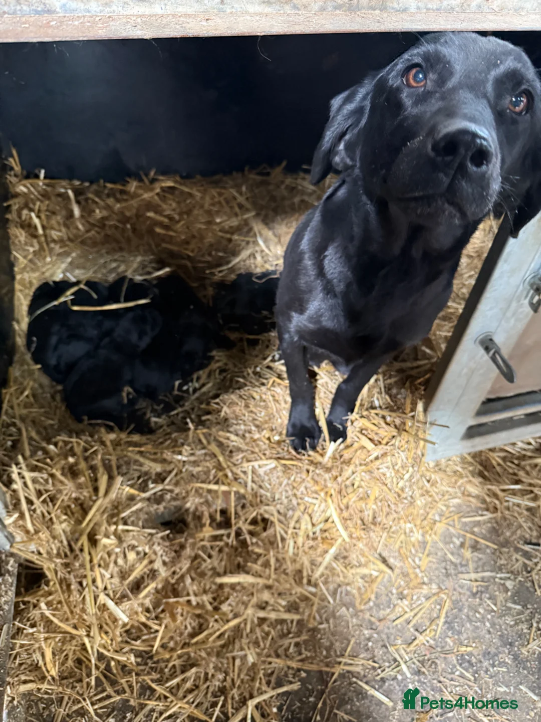 Labrador Retriever dogs for sale: Kc registered Labrador  - Advert 2