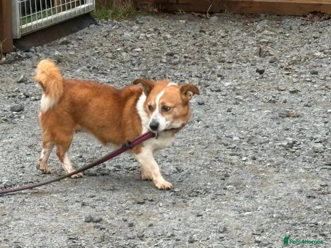 Mixed Breed dogs for adoption: Polly - Norwich Norfolk  - Advert 22