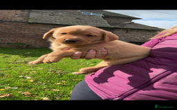 Labrador Retriever dogs for sale: Fox Red Labrador Puppies For Sale - Image 7