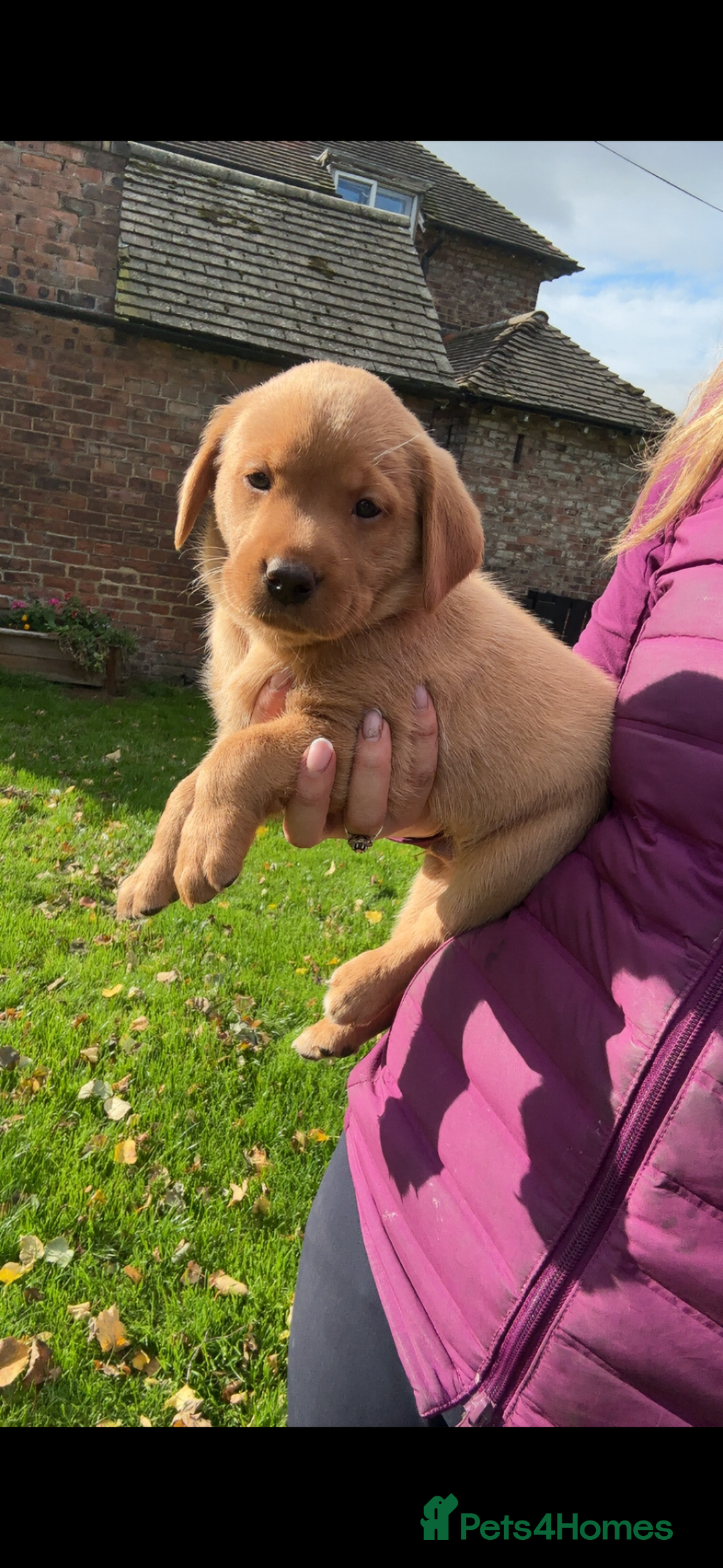 Labrador Retriever dogs for sale: Fox Red Labrador Puppies For Sale - Image 7
