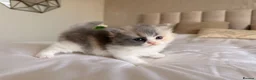 British Shorthair cats for sale: British Shorthair & Longhair Kittens GCCF Reg - Advert 25