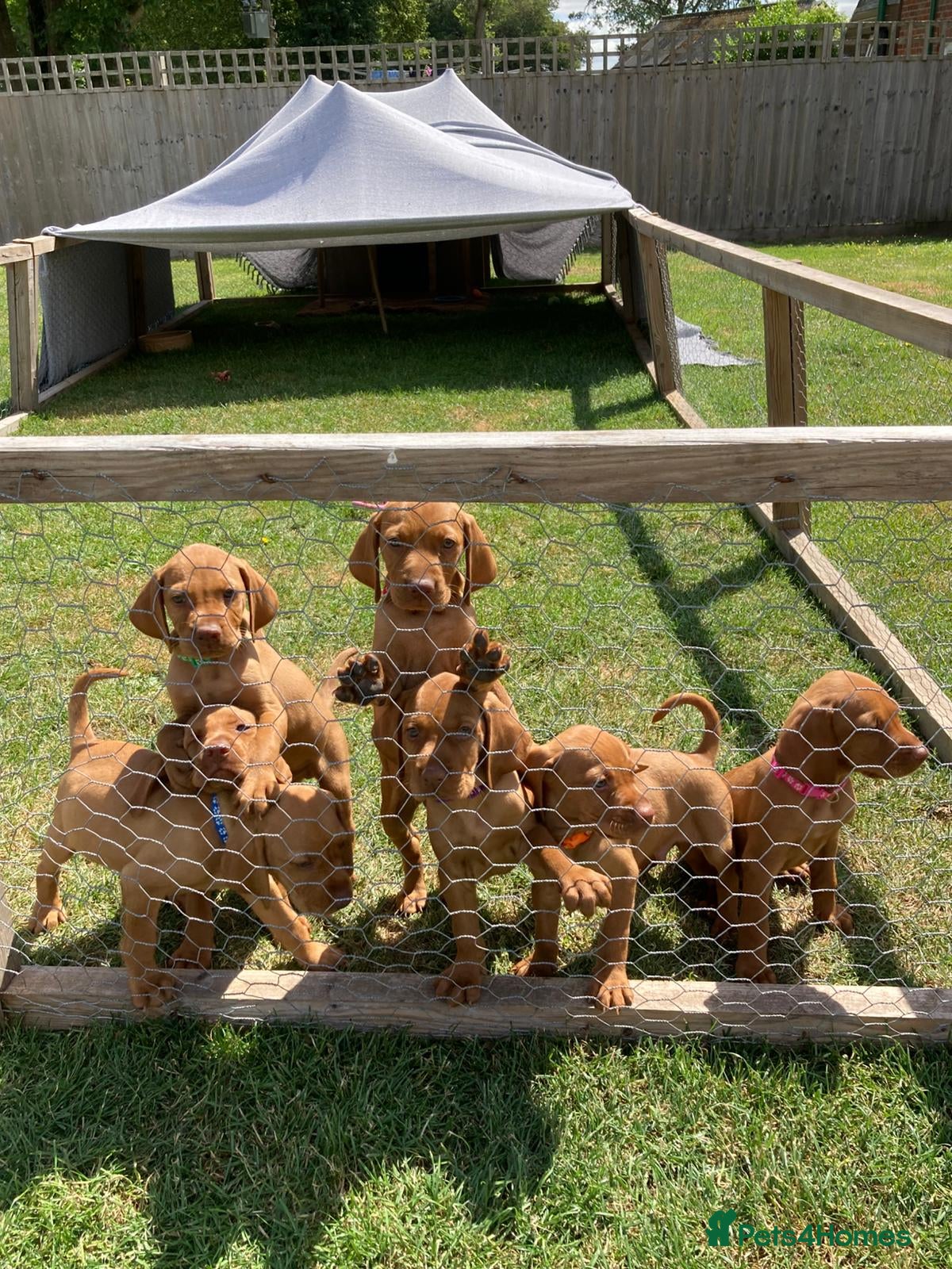 Hungarian Vizsla dogs Hungarian Vizsla Puppies - Advert 1