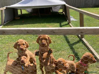 Hungarian Vizsla dogs Hungarian Vizsla Puppies - Advert 1