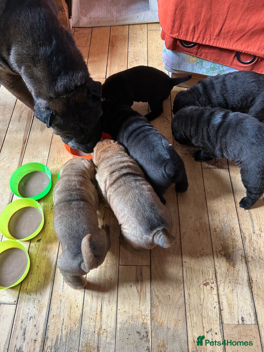 Shar Pei dogs for sale: 2 females 3 males Shar pei pups - Image 18