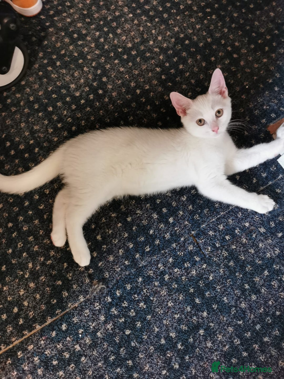 Mixed Breed cats for sale: Ready for new family  - Image 14