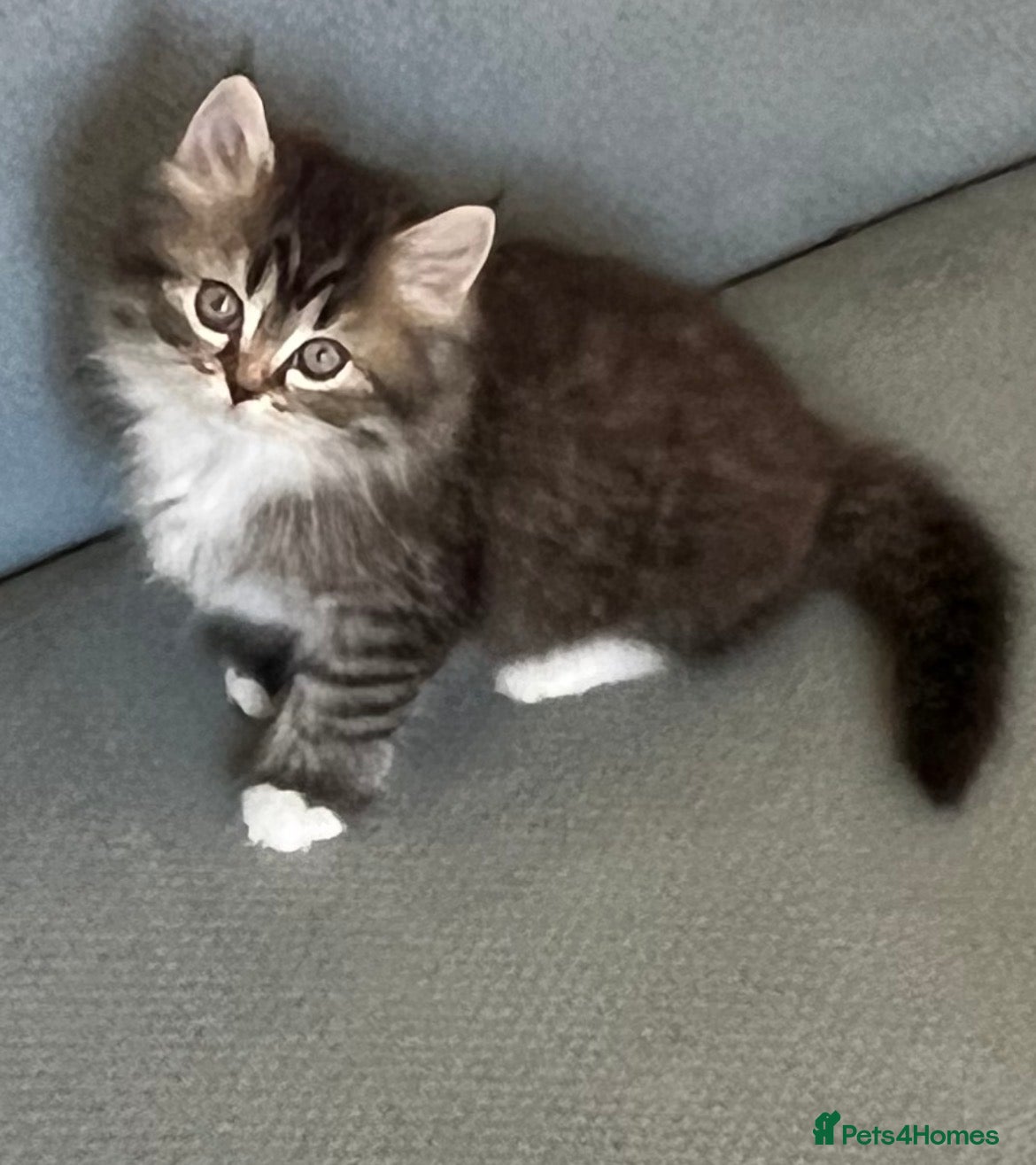 Persian cats Half Persian Half Long hair Kittens.  - Advert 7