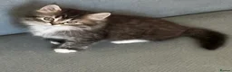 Persian cats for sale: Half Persian Half Long hair Kittens.  - Advert 1