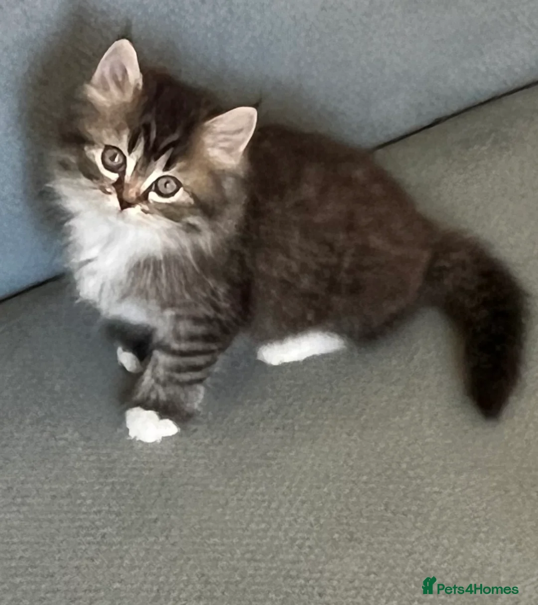 Persian cats for sale: Half Persian Half Long hair Kittens.  - Advert 1