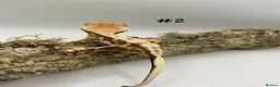 Gecko reptiles for sale: Adult, Juvenile and Lilly White Crested Geckos - Advert 3