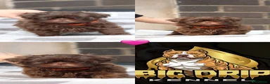 Shih Tzu 4