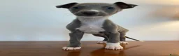 Whippet dogs for sale: Whippet puppies READY TO GO NOW  - Advert 5