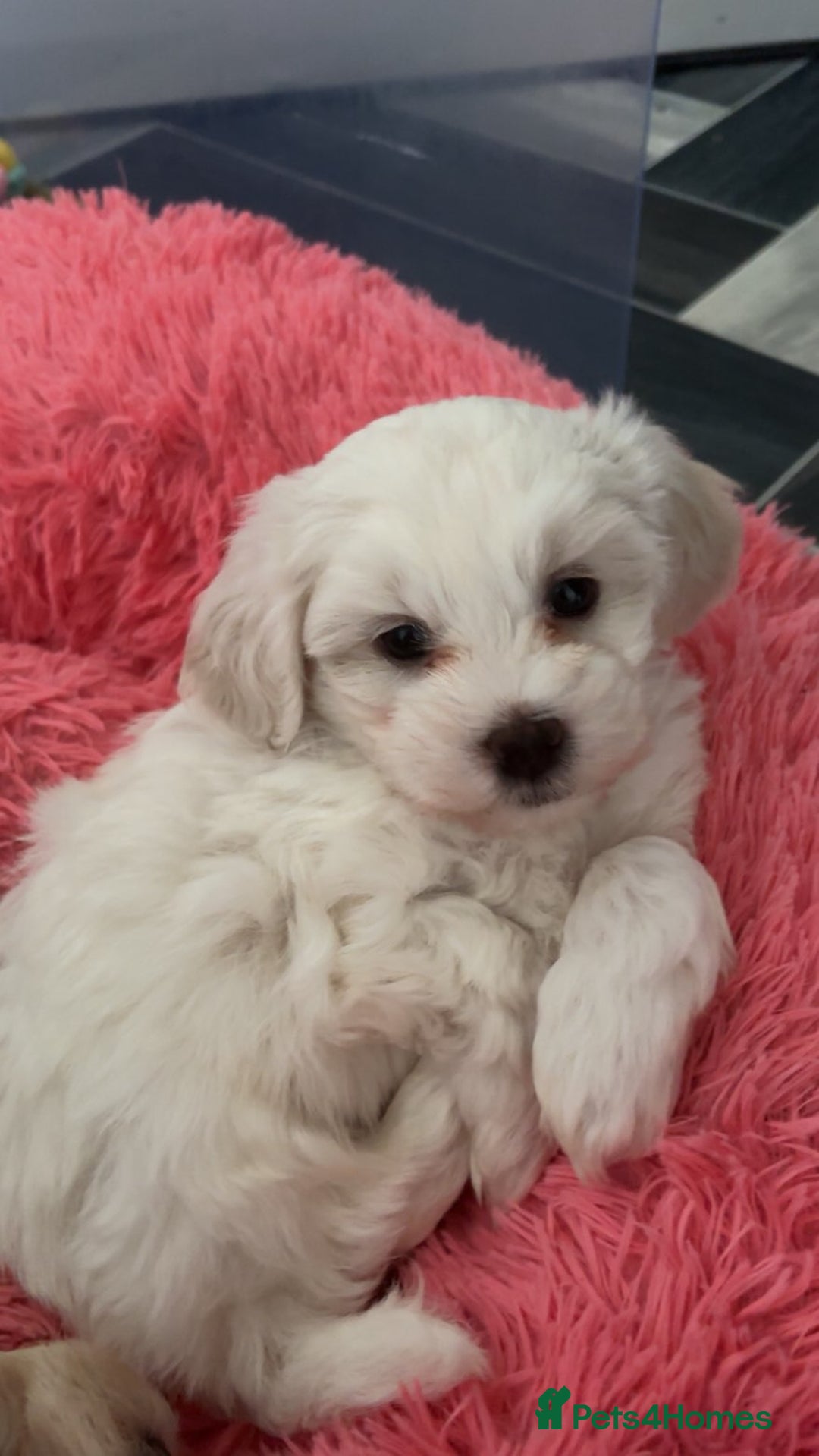 Maltipoo dogs for sale: F1 tiny adorable maltipoo  - Advert 3