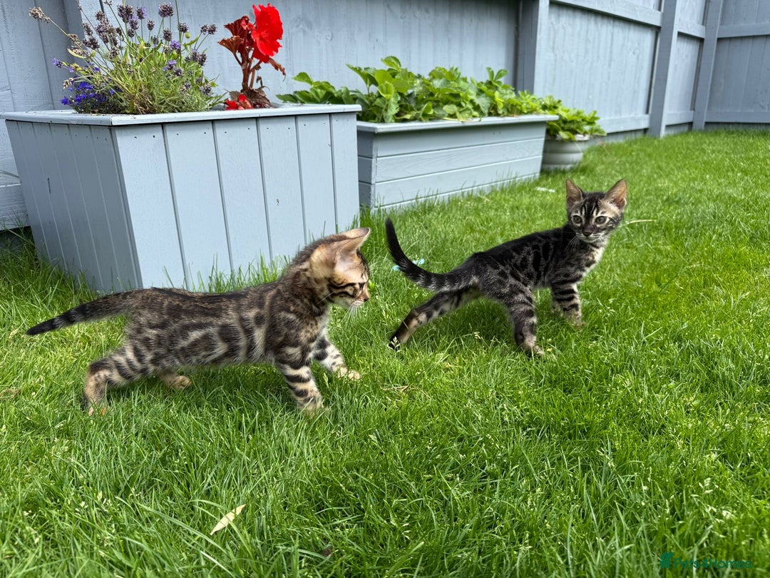 Bengal cats for sale: Bengal Kittens For Sale (Ready To Go - 1 left) - Image 14