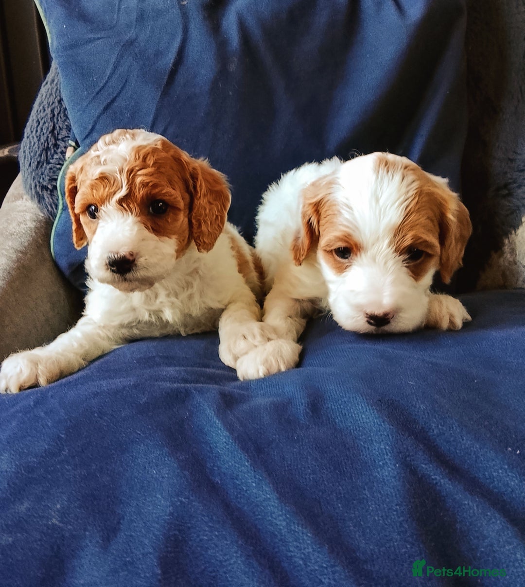 Cavapoo dogs for sale: F1b Cavapoo Puppies  - Advert 19