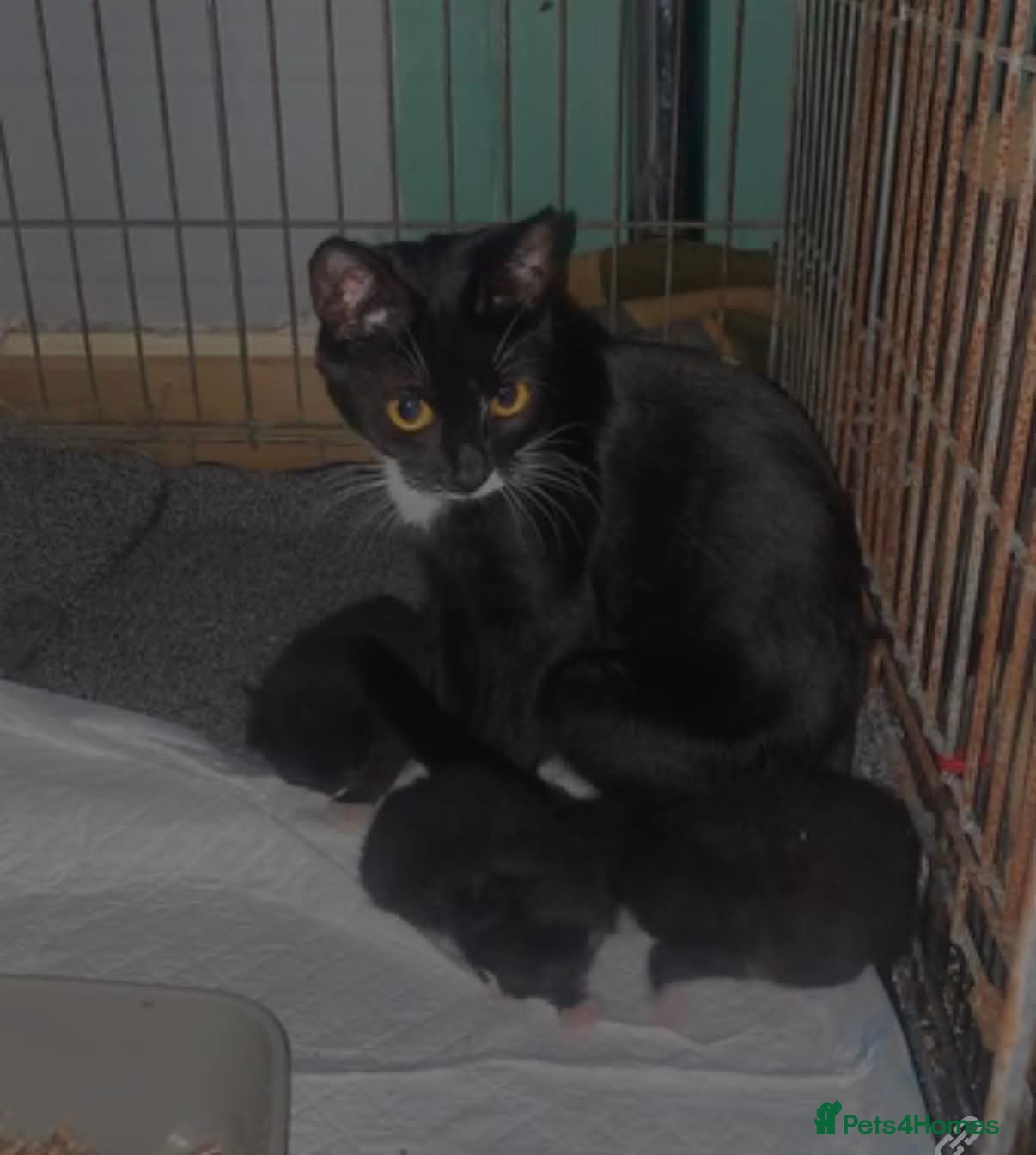 Mixed Breed cats 2 beautiful boy kittens  - Advert 1