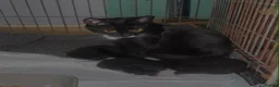 Mixed Breed cats for sale: 2 beautiful boy kittens  in Ashford - Advert 1