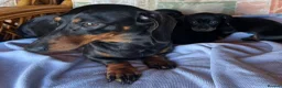 Miniature Dachshund dogs for sale: Last little boy miniature dachshund 💙 - Advert 6