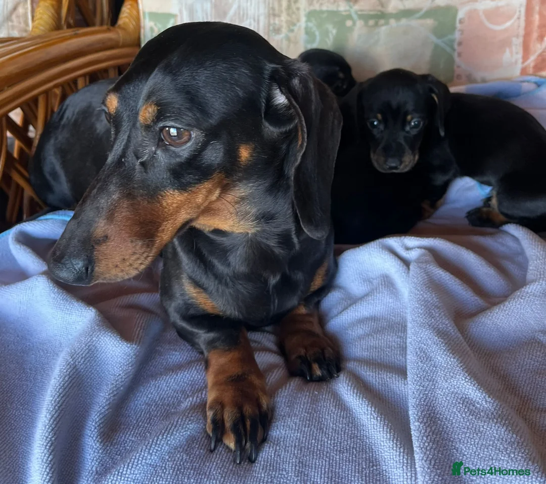 Miniature Dachshund dogs for sale: Last little boy miniature dachshund 💙 - Advert 6