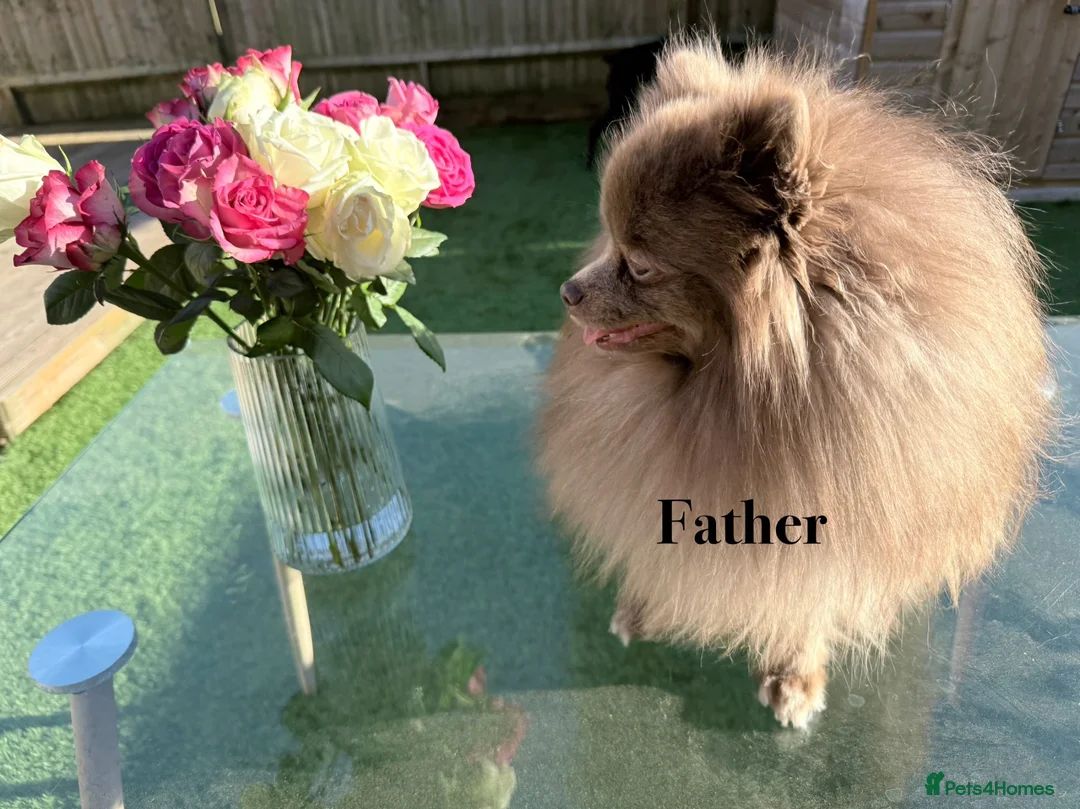 Pomeranian dogs for sale: Beautiful white and lilac female Pomeranian  - Advert 2