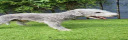 Bedlington Terrier dogs for stud: Bedlington terrier for stud  - Advert 4