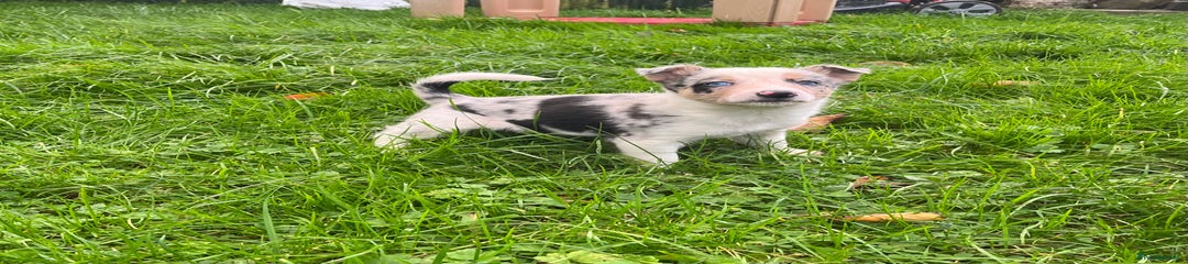 Border Collie Puppy 3