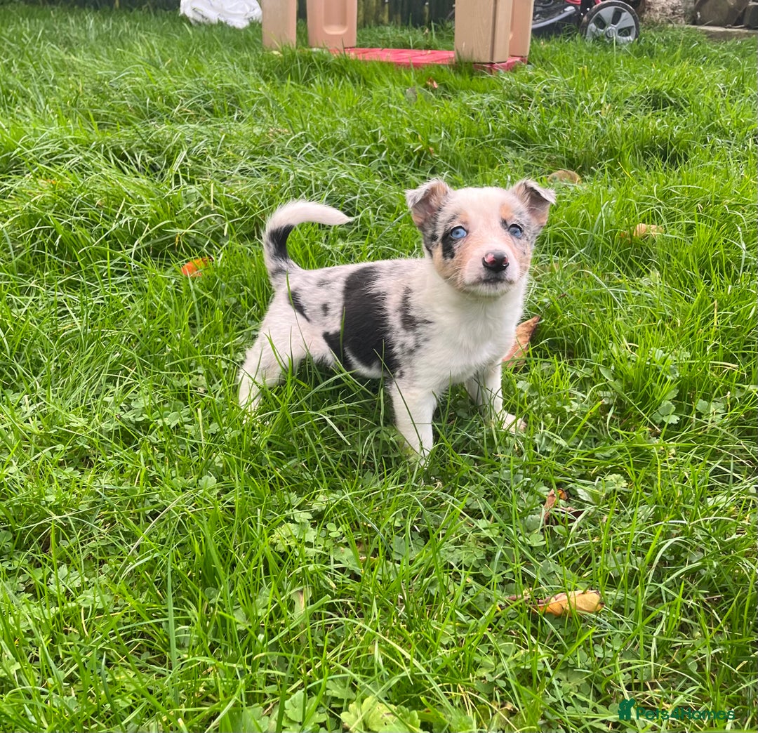 Border Collie dogs for sale: 5 beautiful pups!  - Image 7