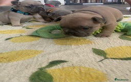 French Bulldog dogs for sale: French bulldog puppies - Image 19