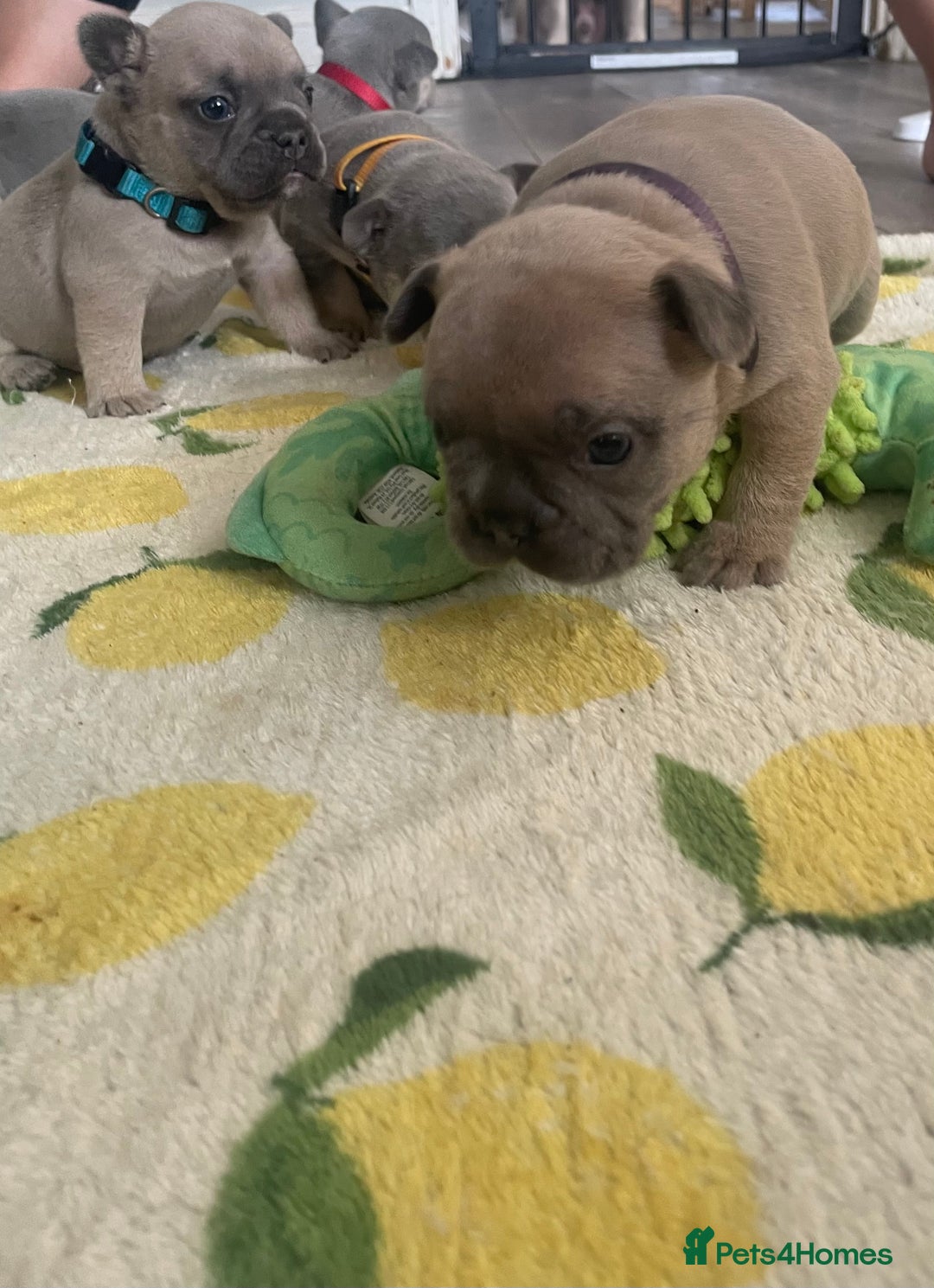 French Bulldog dogs for sale: French bulldog puppies - Image 19