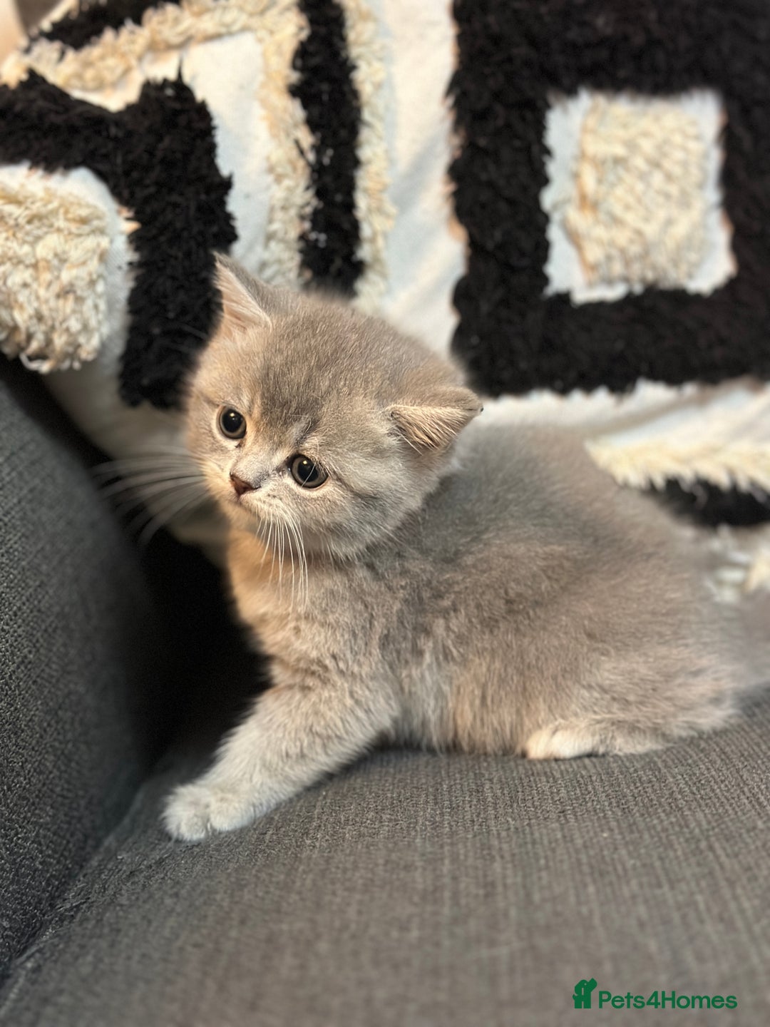 British Shorthair cats for sale: British Shorthair kittens  - Advert 20