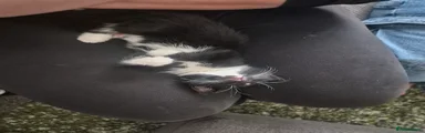 Mixed Breed Kitten 3