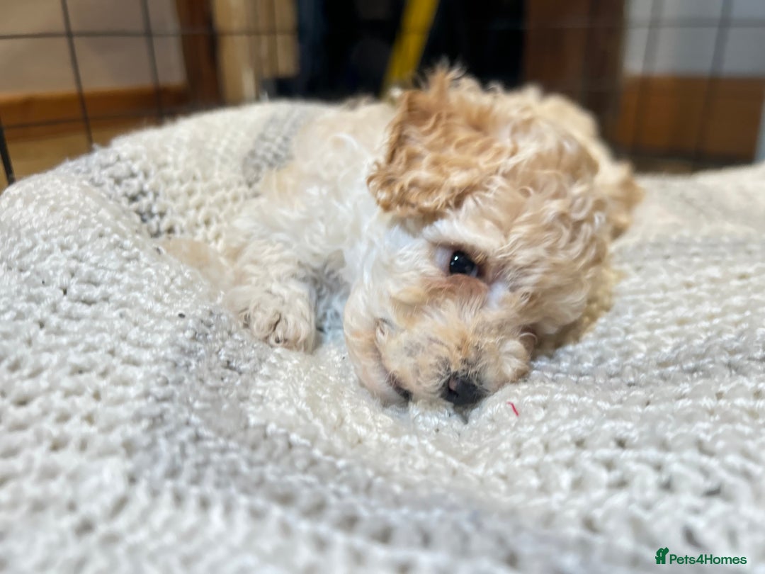 Toy Poodle dogs for sale: TOY POODLE PUPPIES 2 GIRLS 1 BOY LEFT - Image 15