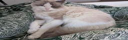 Ragdoll cats for sale: Ragdoll cats boy & girl  - Advert 8