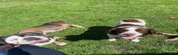 English Springer Spaniel dogs for sale: Dolly looking for a home  - Advert 5