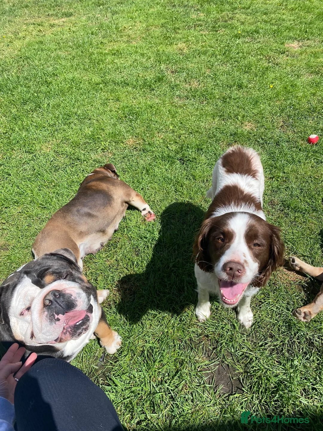 English Springer Spaniel dogs for sale: Dolly looking for a home  - Advert 5