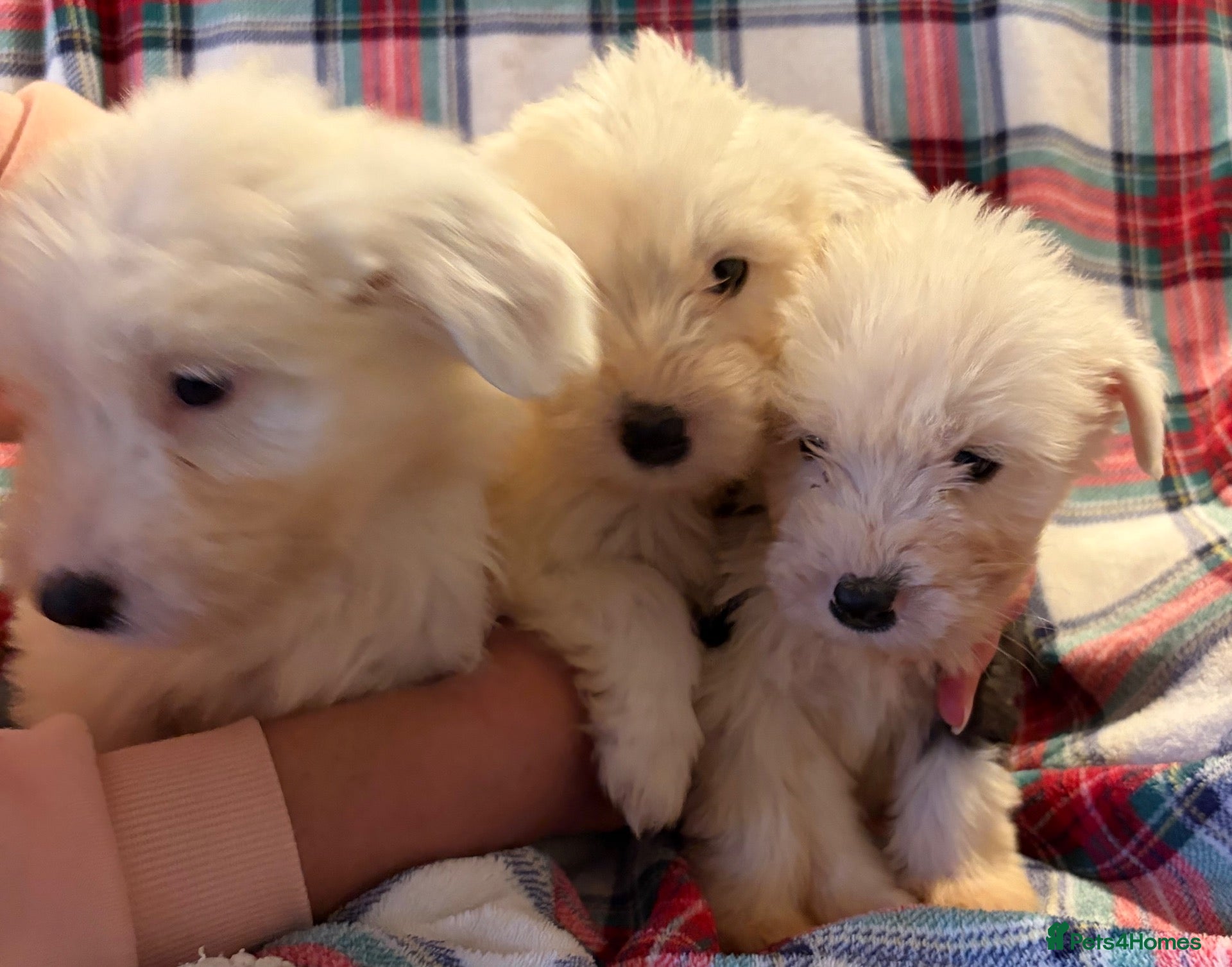 Mixed Breed dogs for sale: Old English Sheepdog mix - Advert 21
