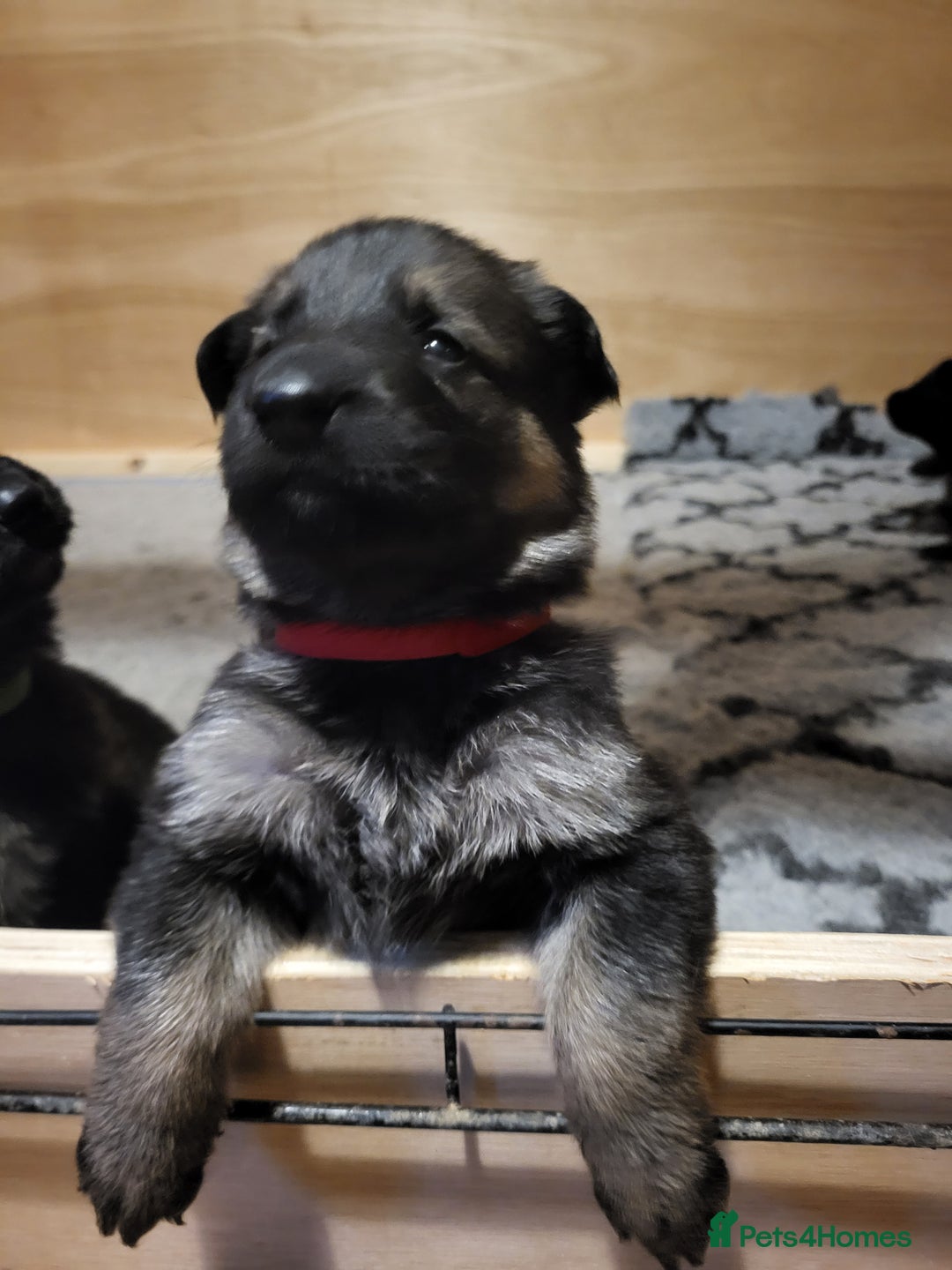 German Shepherd dogs for sale: German shepherd female only - Advert 3