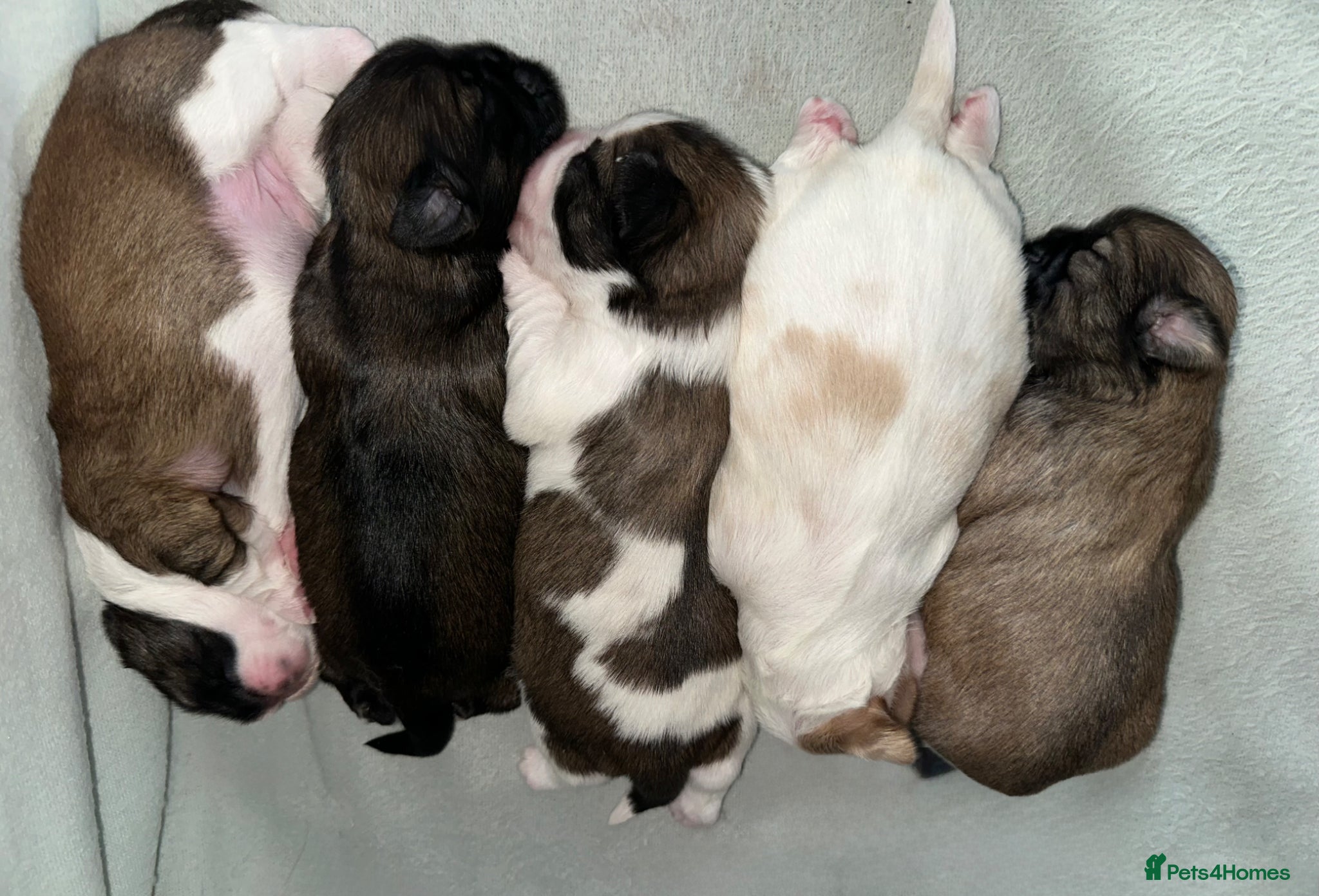 Shih Tzu dogs Imperial Shih Tzu X Shorkie Puppies!! - Advert 16