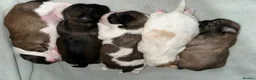 Shih Tzu dogs for sale: Imperial Shih Tzu X Shorkie Puppies!! - Advert 23