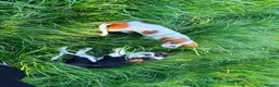 Cavalier King Charles Spaniel dogs for sale: Cavalier Brothers Looking for a New Home - Advert 10