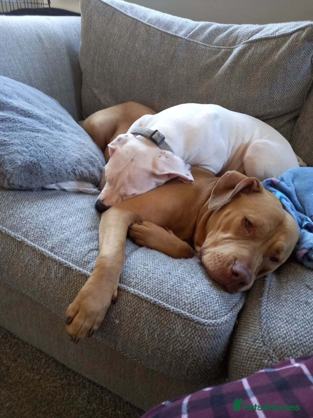 Mixed Breed dogs for sale: Puppy in Shoreham-by-Sea - Advert 2