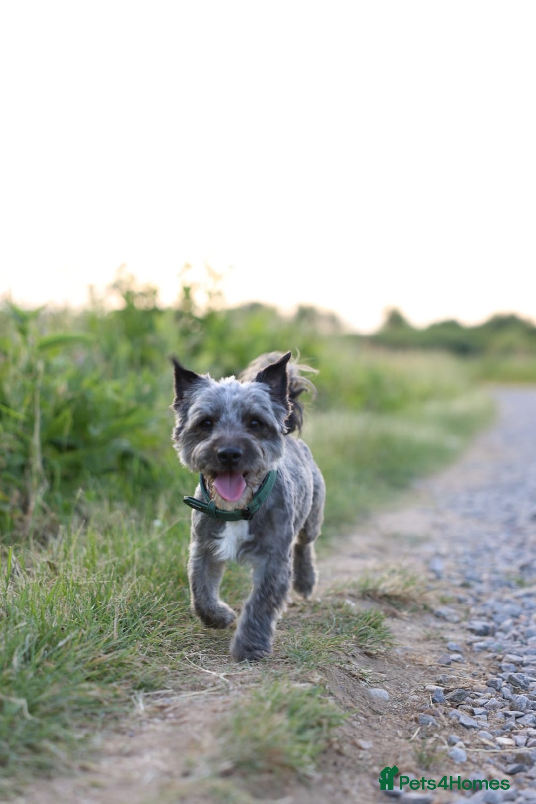 Mixed Breed dogs for sale: Yorkshire Biewer puppies 2 girls available  - Advert 9