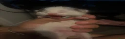 Mixed Breed cats for sale: 3 kittens for sale  in Worcester Park - Advert 10