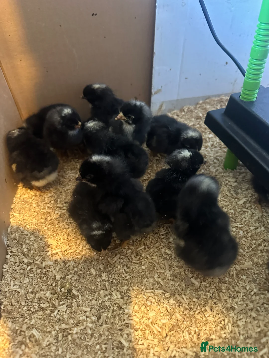 Chickens poultry for sale: 12x day old Barred Plymouth Rock chicks - Advert 1