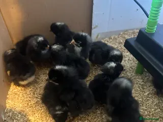 Chickens poultry 12x day old Barred Plymouth Rock chicks - Advert 4